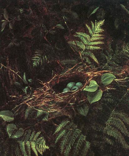 Fidelia Bridges Bird\'s Nest and Ferns Germany oil painting art